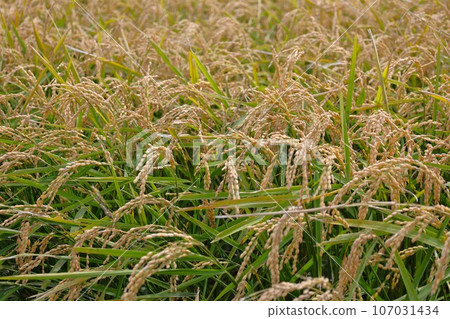 [Video included] Rice cultivation scene, September, before harvest 107031434