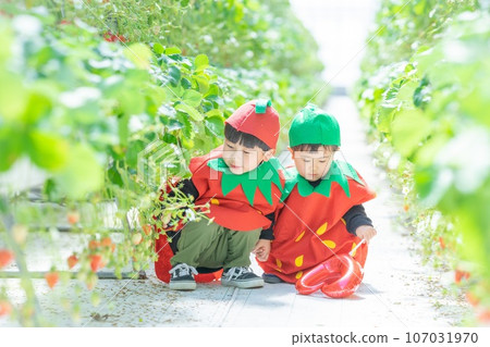 Toddler enjoying strawberry picking Toddler enjoying strawberry picking 107031970