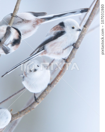 Shimaenaga 107031980