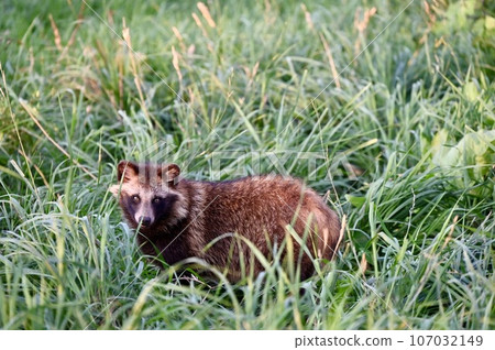 Raccoon dog 107032149
