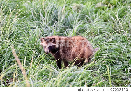 Raccoon dog Raccoon dog 107032150
