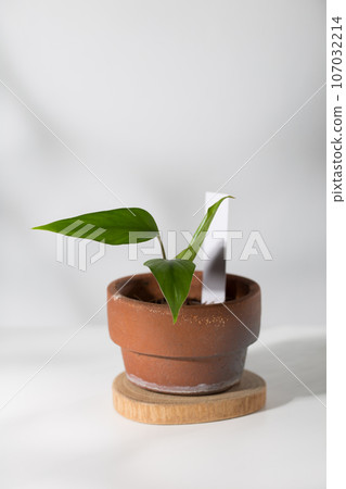 Homalomena rubescens 107032214