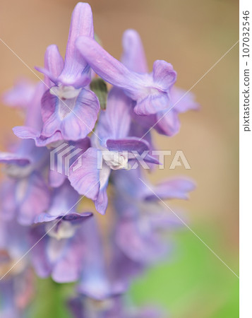 延胡索 延胡索 107032546