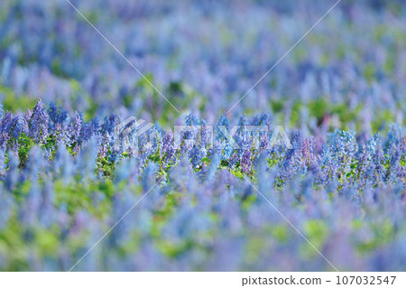 Ezoengosaku Ezoengosaku 107032547