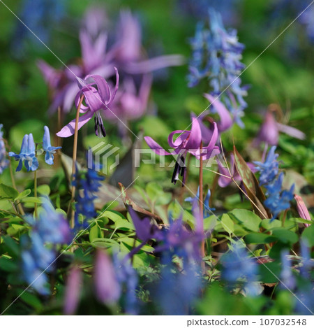 Katakuri和Ezoengosaku Katakuri和Ezoengosaku 107032548