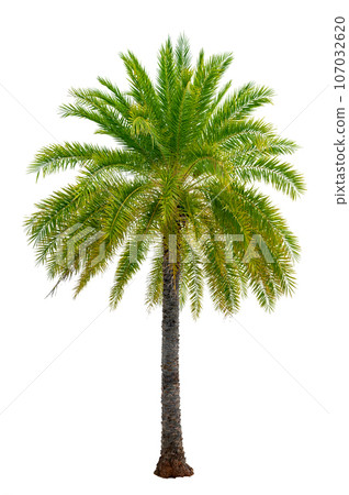 Big palm trees used in garden decoration on white background. Isolated Big palm trees used in garden decoration on white background. Isolated 107032620