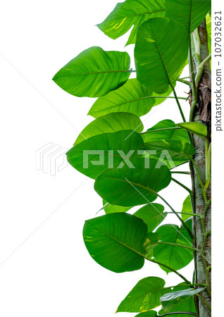 leaf vine isolates on a white background leaf vine isolates on a white background 107032621