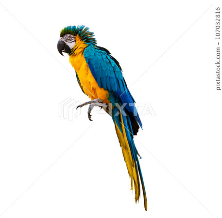 macaw parrot parakeet perching on isolate on transparent background PNG file macaw parrot parakeet perching on isolate on transparent background PNG file 107032816