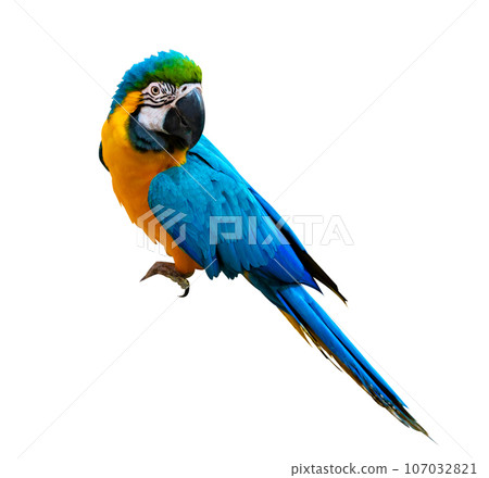 macaw parrot parakeet perching on isolate on transparent background PNG file macaw parrot parakeet perching on isolate on transparent background PNG file 107032821