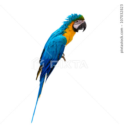 macaw parrot parakeet perching on isolate on transparent background PNG file macaw parrot parakeet perching on isolate on transparent background PNG file 107032823