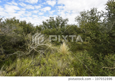 Calden forest landscape, La Pampa province, Patagonia, Argentina. Calden forest landscape, La Pampa province, Patagonia, Argentina. 107032896