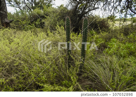 Cactus in calden forest landscape, La Pampa province, Patagonia, Argentina. 107032898