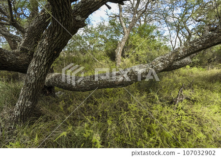 Variety of plant species in Calden forest environment 107032902