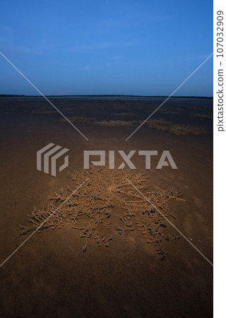 Saline vegetation in a semi desert environment, La Pampa province, Patagonia, Argentina. 107032909