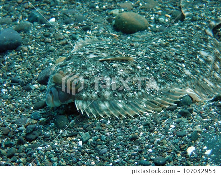 青海島船越海灘的馬伊塔比目魚 107032953