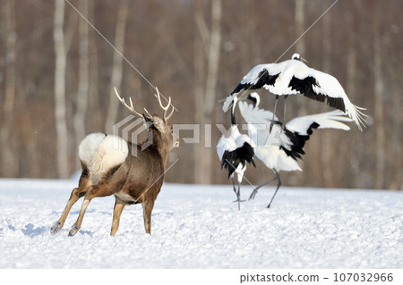 鶴和鹿 鶴和鹿 107032966