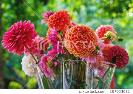 Different pink, orange and white Dahlia flowers in a vase with fall garden on background. Colorful dahlia garden flowers, wallpaper backdrop. Blossoming dalias bloom 107033081