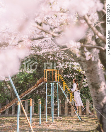 A woman enjoying a swing under cherry blossoms in full bloom 107033299