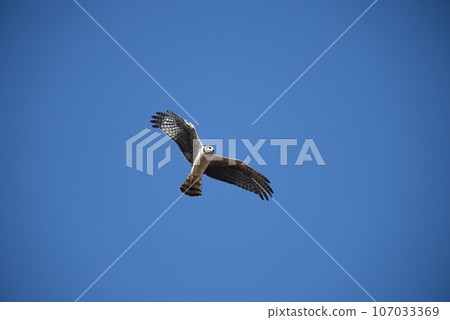 Long winged Harrier in flight, La Pampa province, Patagonia , Argentina Long winged Harrier in flight, La Pampa province, Patagonia , Argentina 107033369