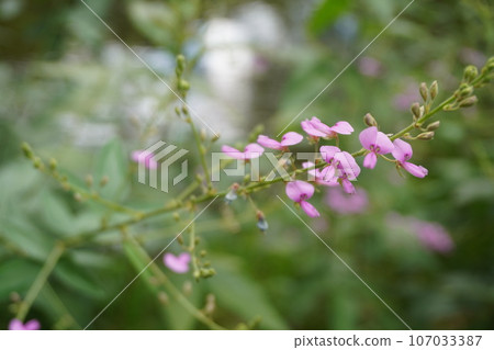 pink clover flowers 107033387