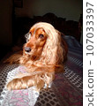 dog, cocker spaniel, animal, animal life, nature, cute 107033397