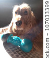 dog, cocker spaniel, animal, animal life, nature, cute 107033399