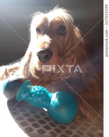 dog, cocker spaniel, animal, animal life, nature, cute 107033399