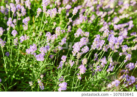 Blooming lavender in the garden 107033641