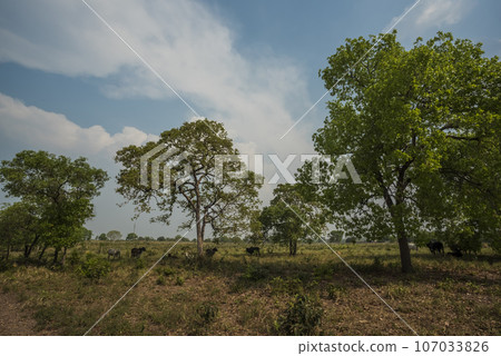 Pantanal countryside, Mato Grosso province, Brazil Pantanal countryside, Mato Grosso province, Brazil 107033826