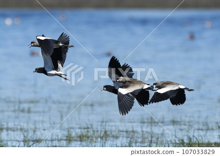 Southern Lapwing, Vanellus chilensis in flight, La Pampa Province, Patagonia, Argentina 107033829