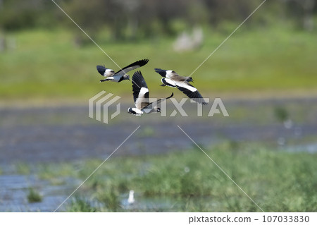Southern Lapwing, Vanellus chilensis in flight, La Pampa Province, Patagonia, Argentina 107033830
