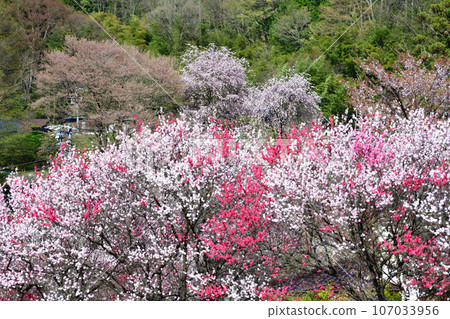 Hanamomo of Hanamomo no Sato Hanamomo of Hanamomo no Sato 107033956