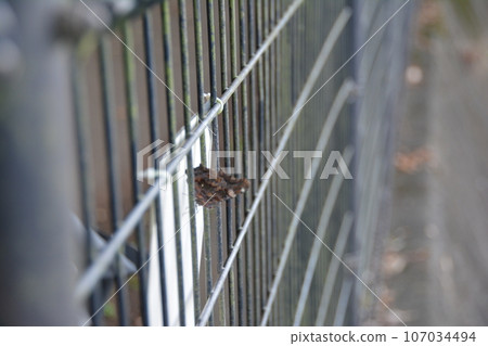 Butterflies resting on the Karahori River fence in Kiyose City Conservation Forest Butterflies resting on the Karahori River fence in Kiyose City Conservation Forest 107034494