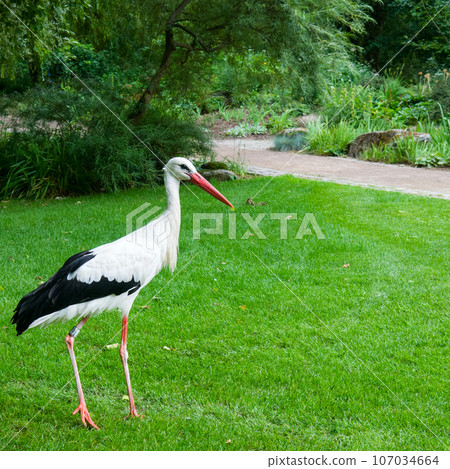 A stork on a green meadow in a summer park. 107034664