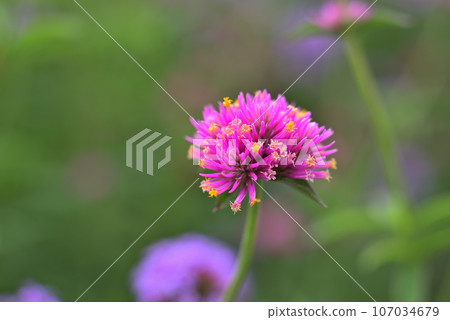 Gomphrena with pink flowers 107034679