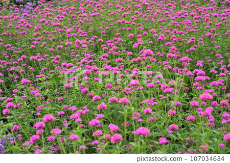 Gomphrena 與粉紅色的花朵 Gomphrena 與粉紅色的花朵 107034684