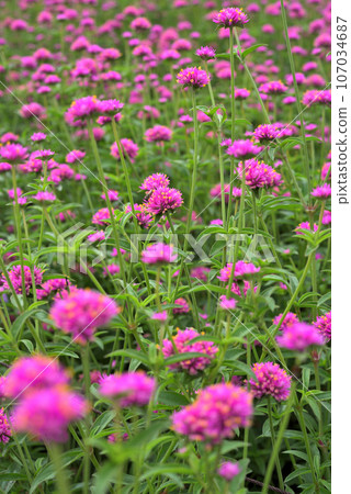 Gomphrena 與粉紅色的花朵 107034687