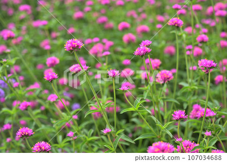 Gomphrena with pink flowers 107034688