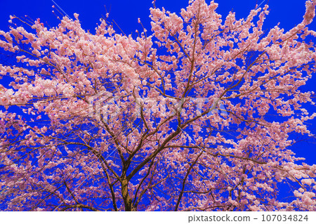 Cherry blossoms in full bloom and blue sky Cherry blossoms in full bloom and blue sky 107034824