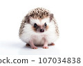 Cute adult hedgehog isolated on white background 107034838