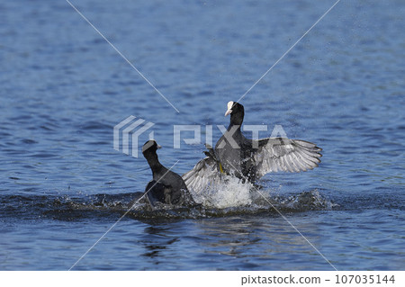 Coot fighting Coot fighting 107035144