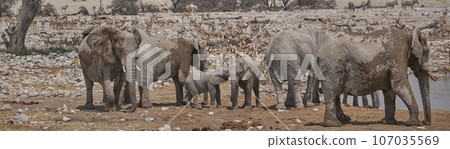 Crowded waterhole Crowded waterhole 107035569