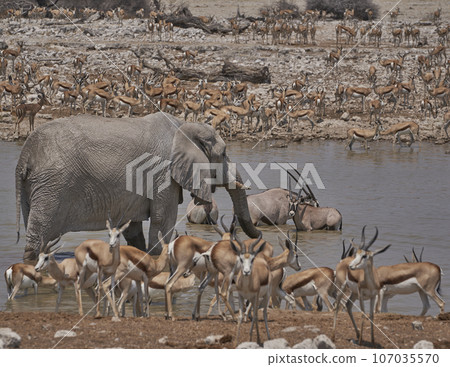 Crowded waterhole Crowded waterhole 107035570