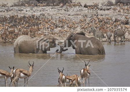 Crowded waterhole Crowded waterhole 107035574