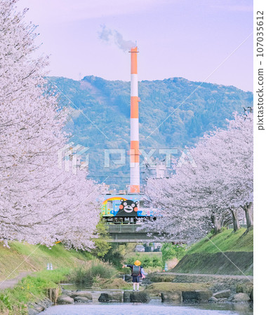 A freight train running in the cherry blossoms in full bloom 107035612
