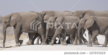 African elephants on the move 107035829
