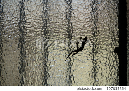 gecko perching on the wall gecko perching on the wall 107035864