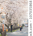 A parent and child walking along an avenue lined with cherry blossom trees in full bloom 107035868