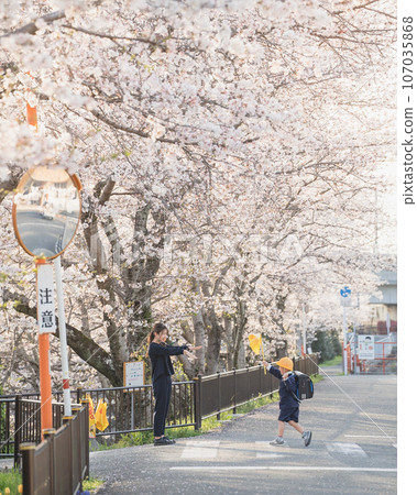 A parent and child walking along an avenue lined with cherry blossom trees in full bloom 107035868