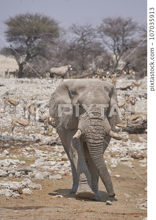 African elephant approaching a waterhole African elephant approaching a waterhole 107035913